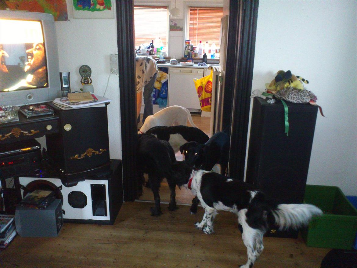 Blanding af racer Mille billede 15