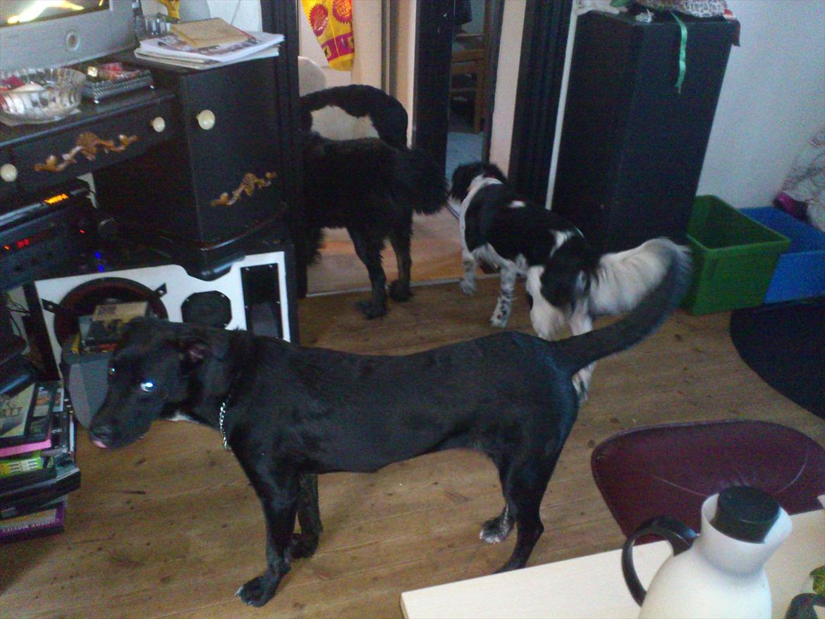 Blanding af racer Mille billede 16