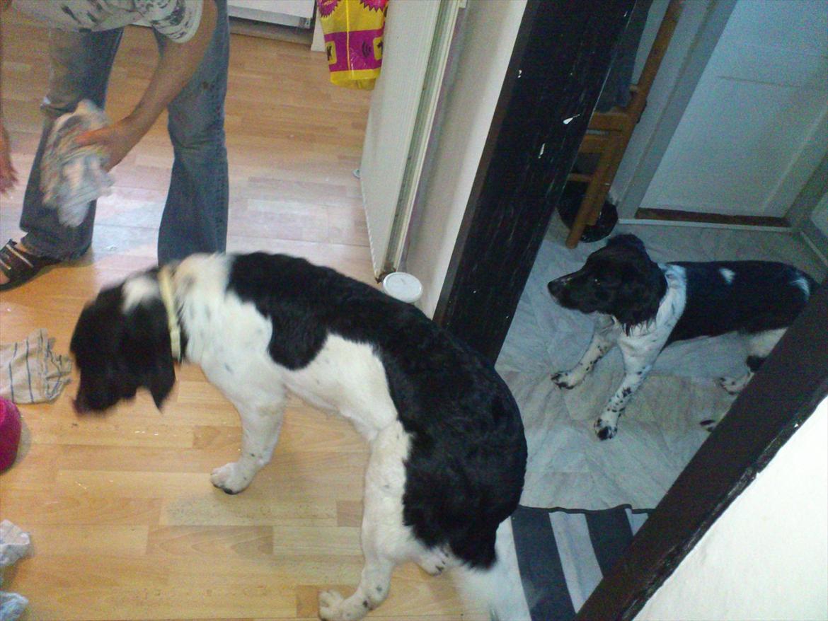 Blanding af racer Mille billede 17