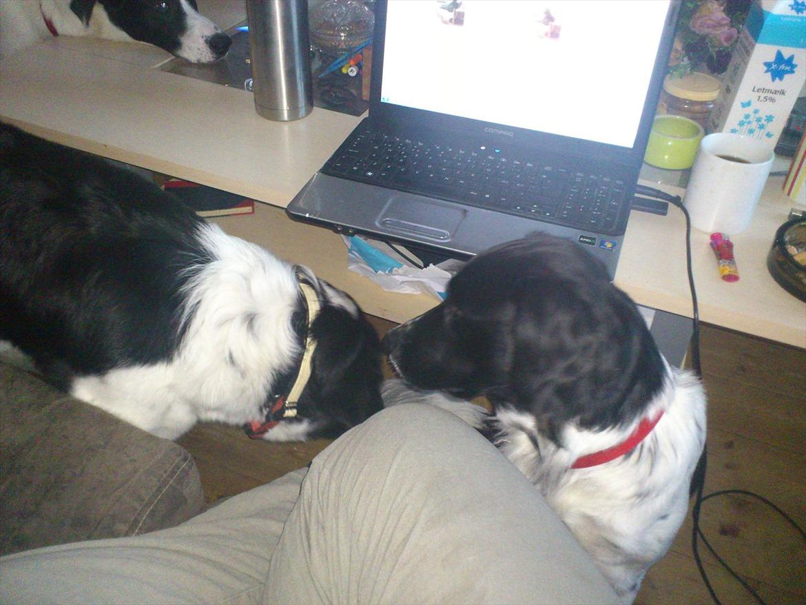 Blanding af racer Mille billede 18