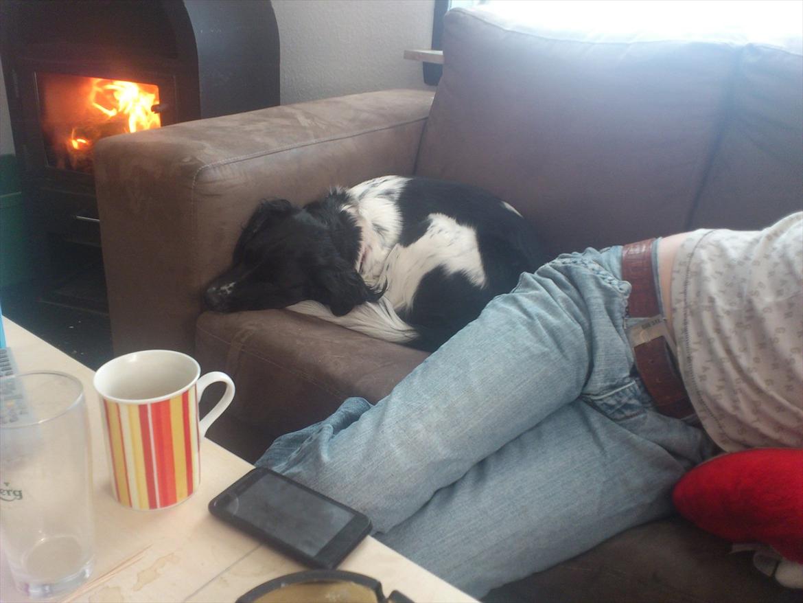 Blanding af racer Mille billede 20