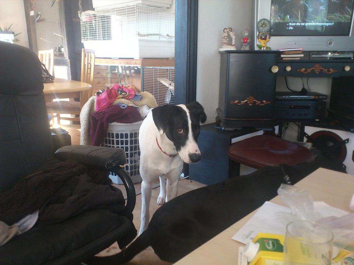 Blanding af racer bertha billede 1