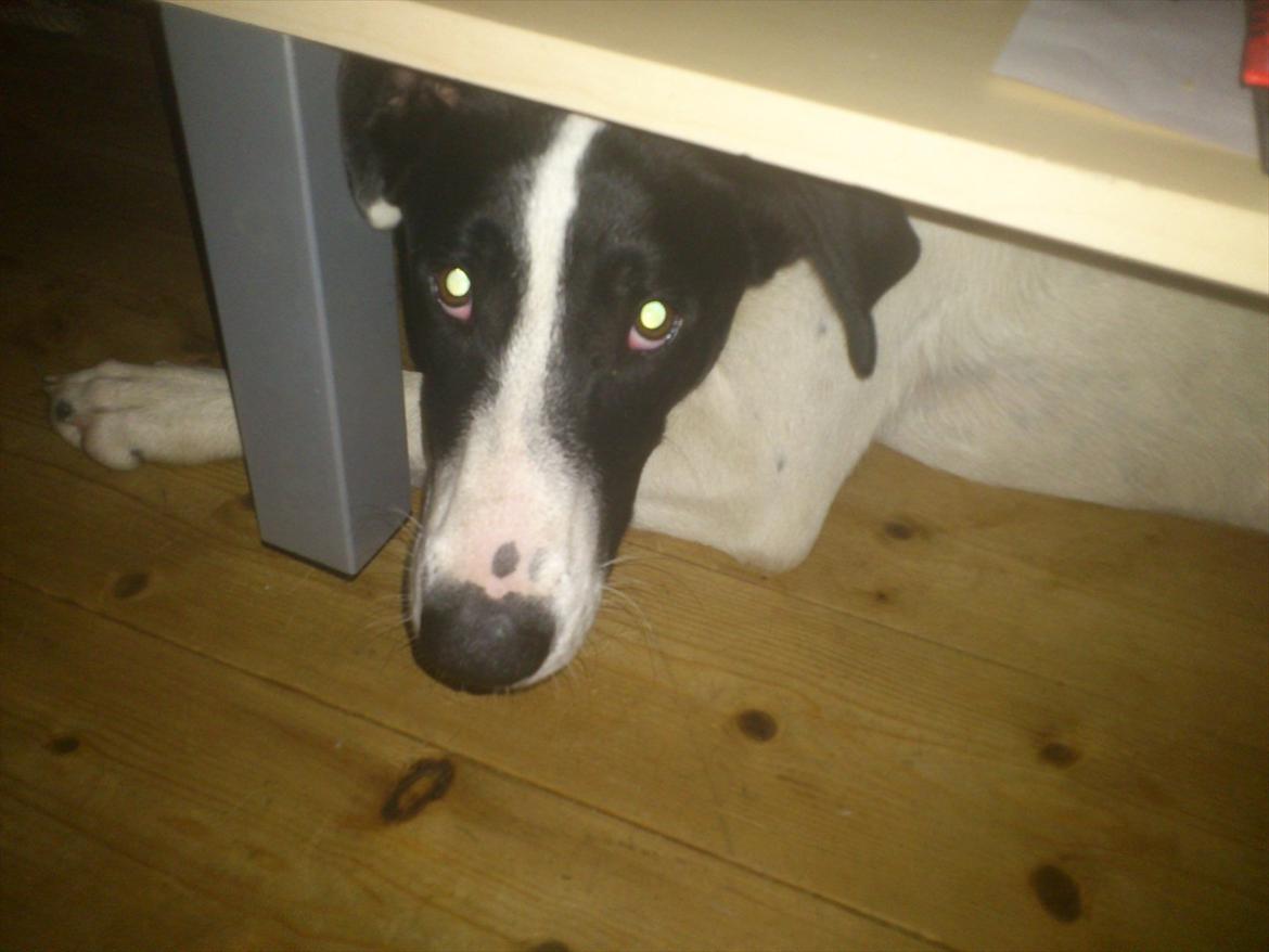 Blanding af racer bertha billede 2