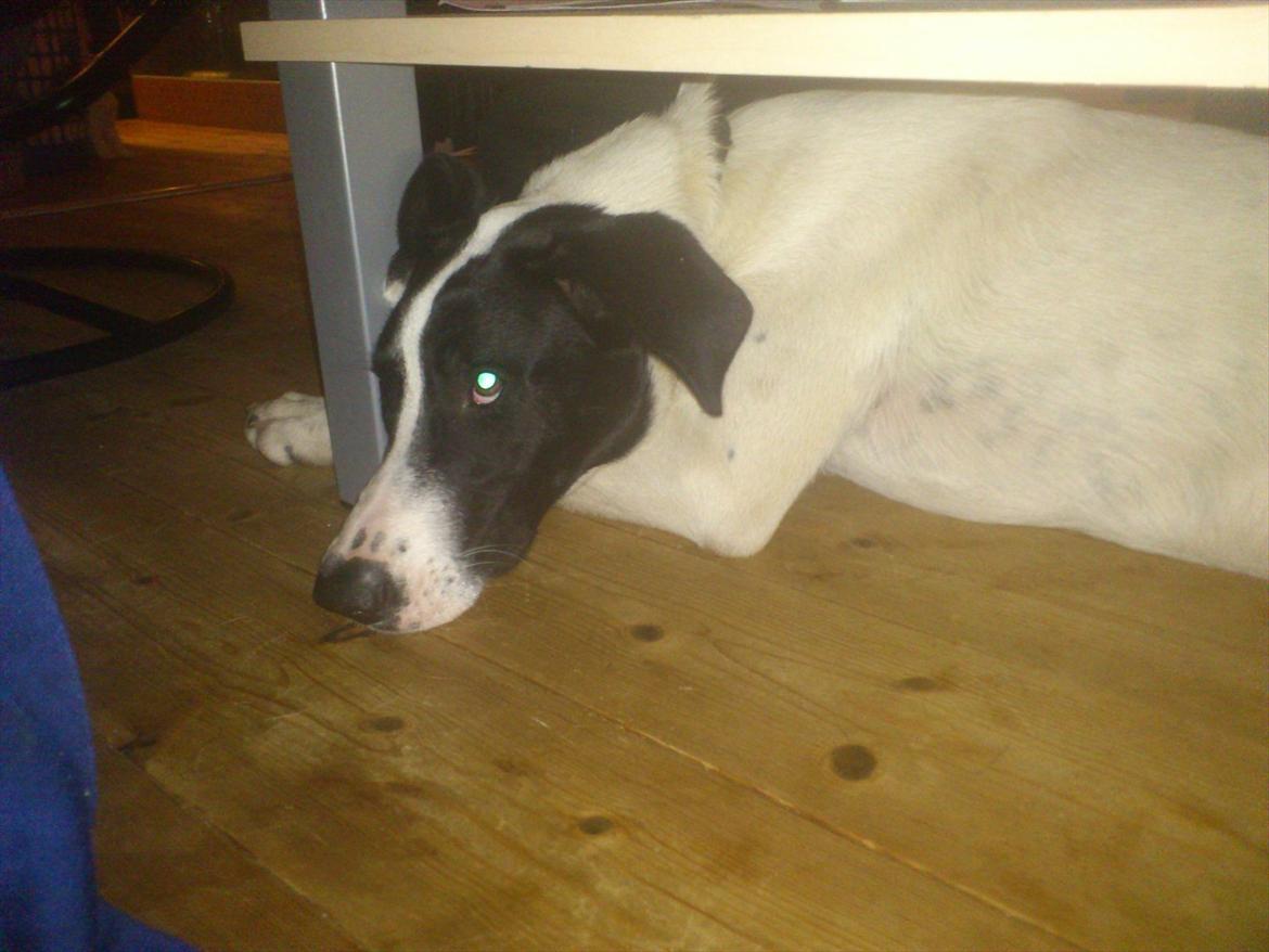 Blanding af racer bertha billede 3