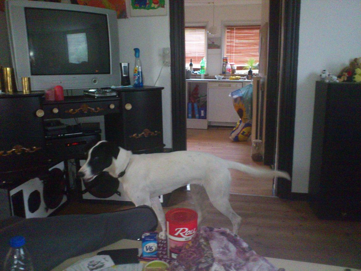 Blanding af racer bertha billede 4