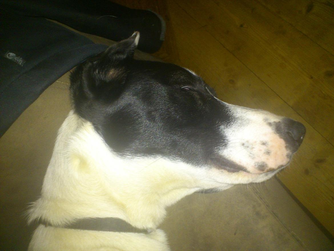 Blanding af racer bertha billede 5