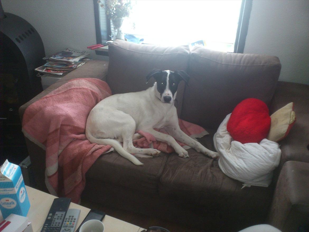 Blanding af racer bertha billede 9