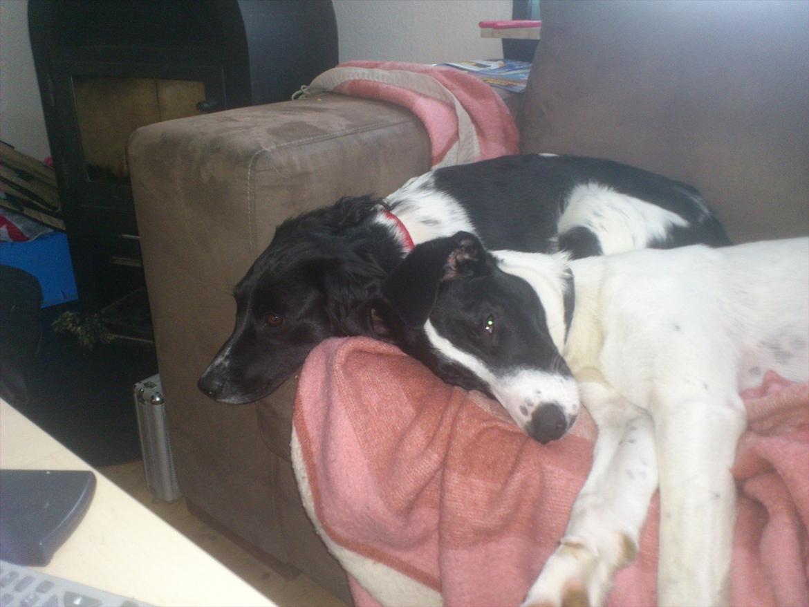 Blanding af racer bertha billede 10