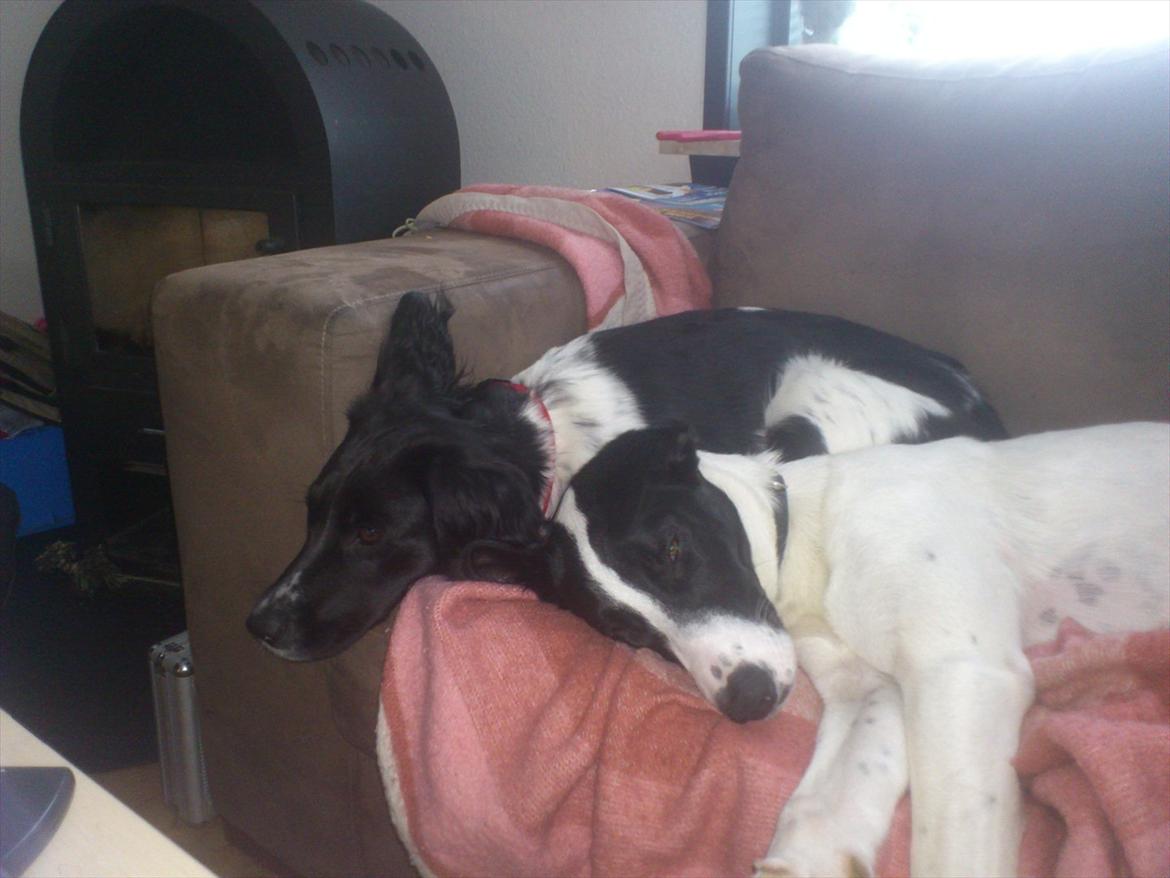 Blanding af racer bertha billede 12