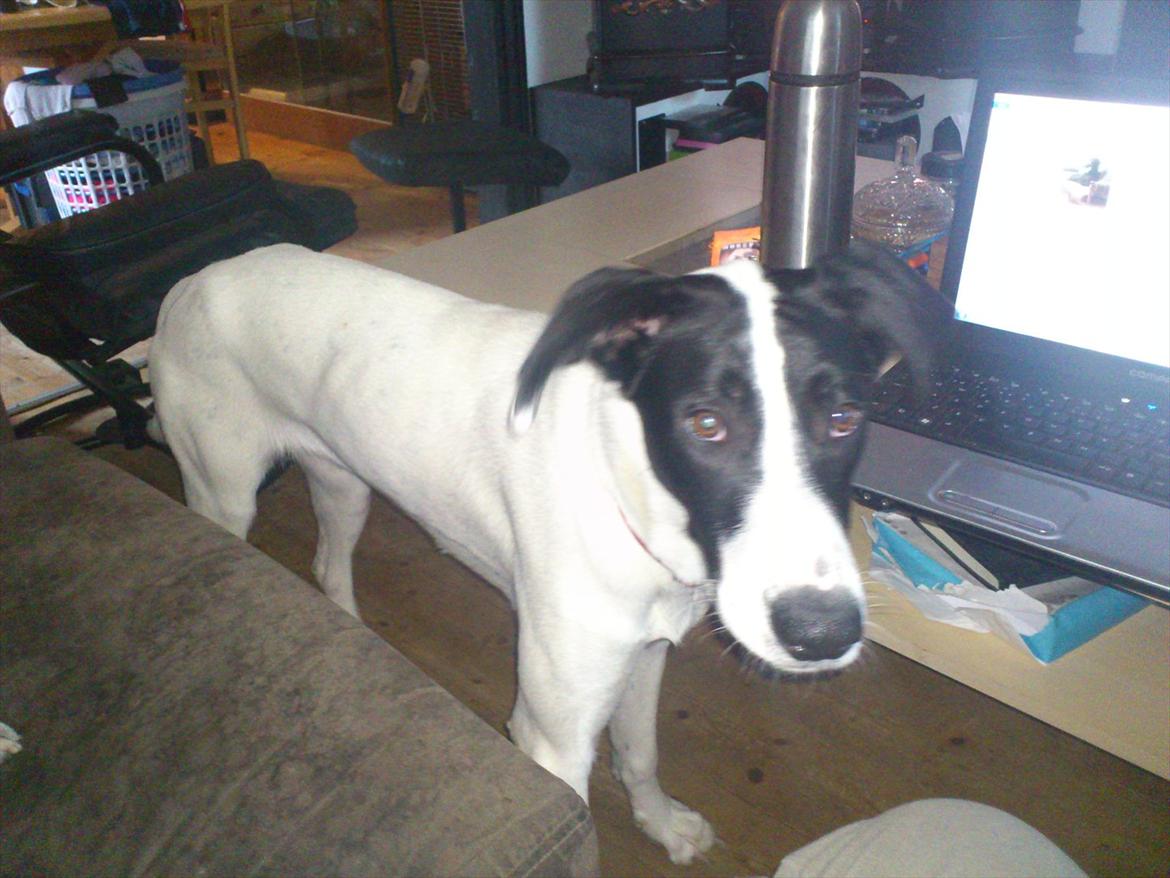 Blanding af racer bertha billede 13