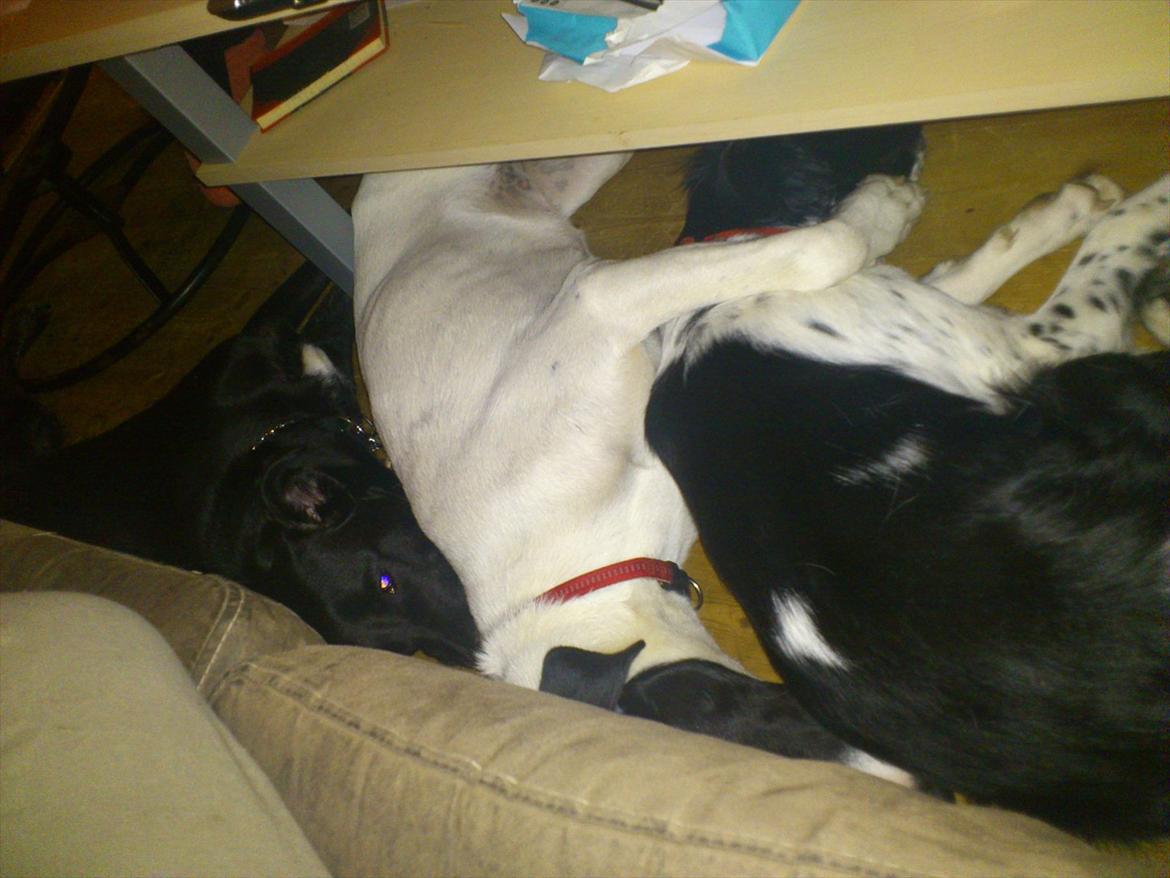 Blanding af racer bertha billede 14