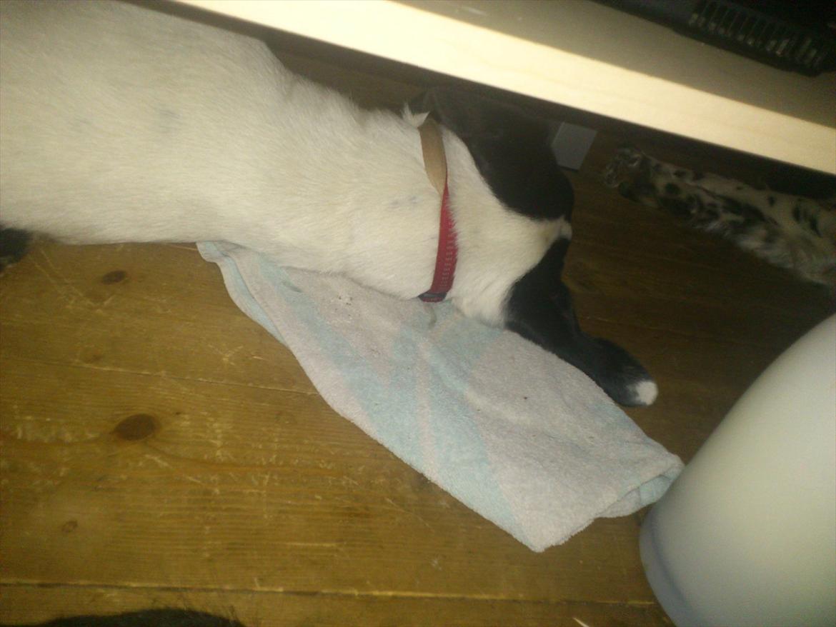 Blanding af racer bertha billede 15