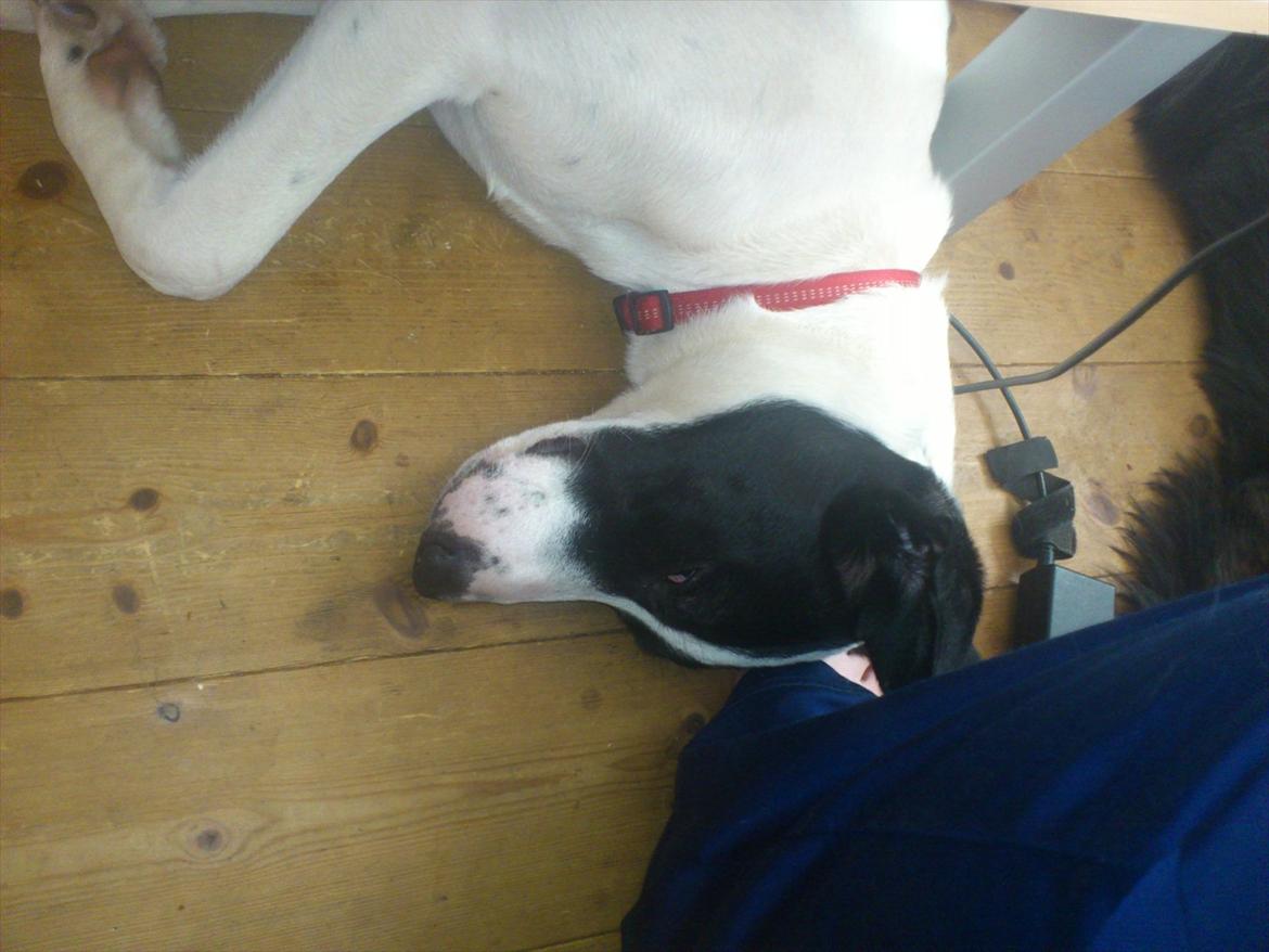 Blanding af racer bertha billede 16