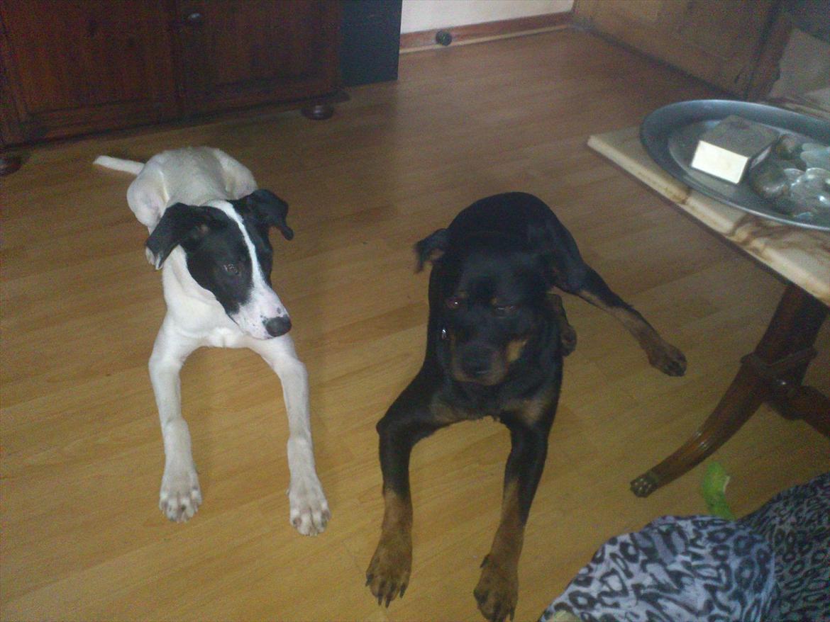 Blanding af racer bertha billede 17