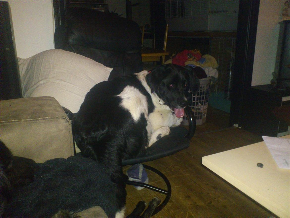 Blanding af racer milla billede 1