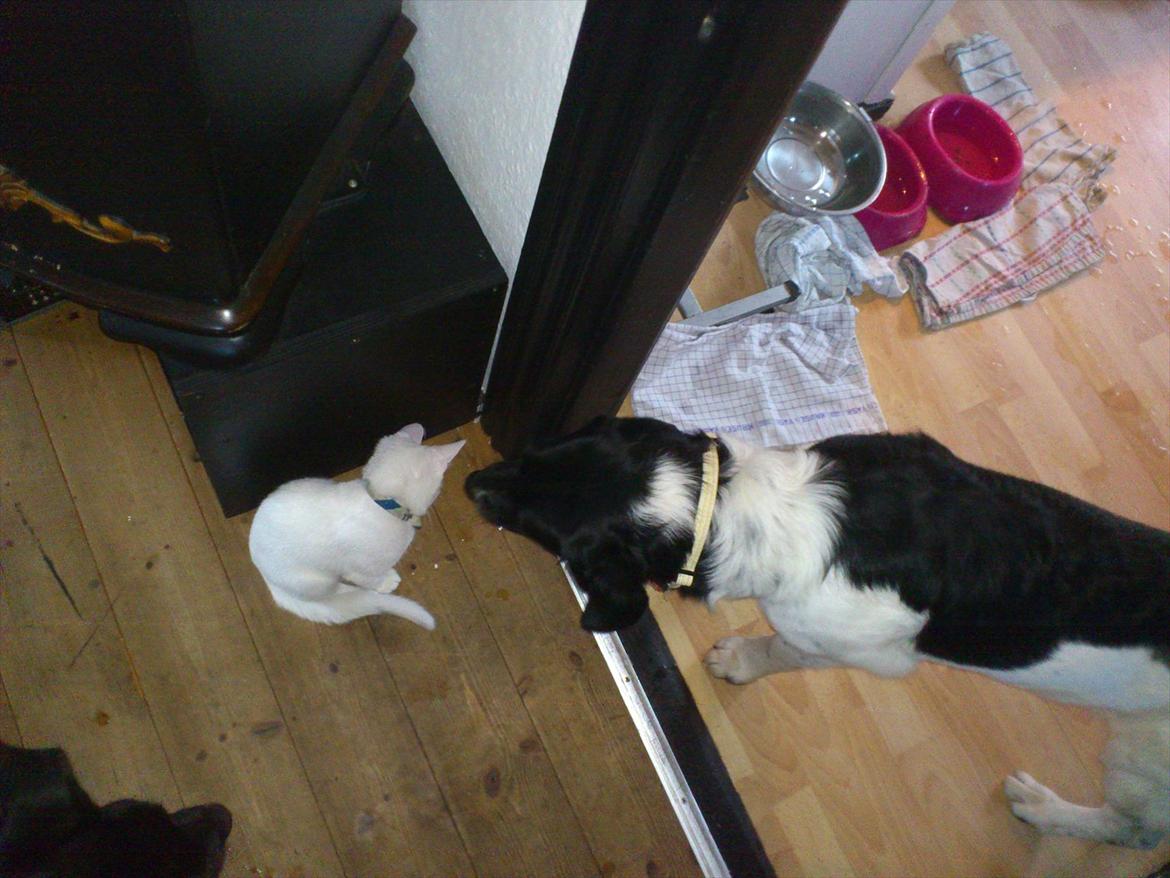 Blanding af racer milla billede 3