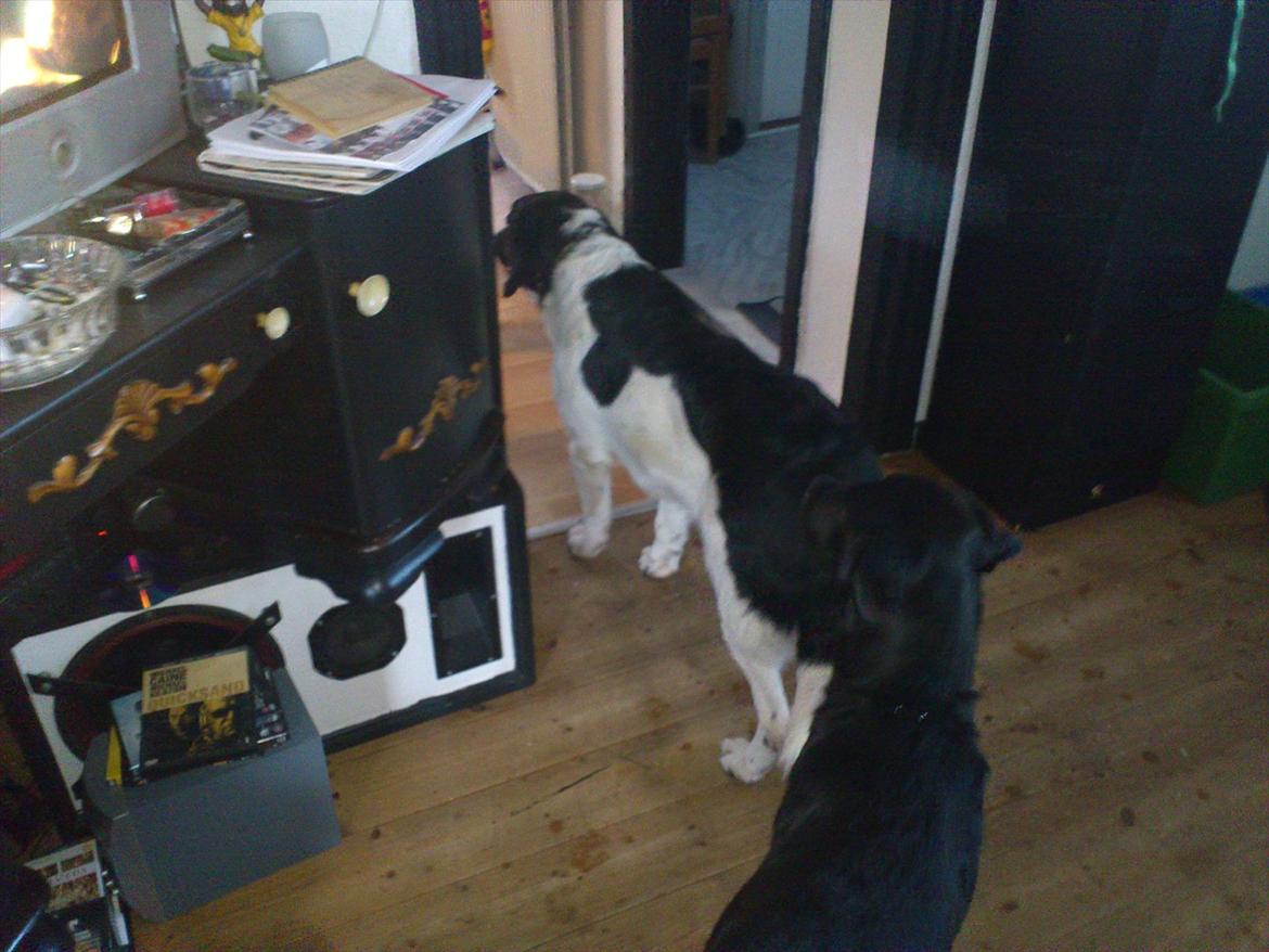 Blanding af racer milla billede 4