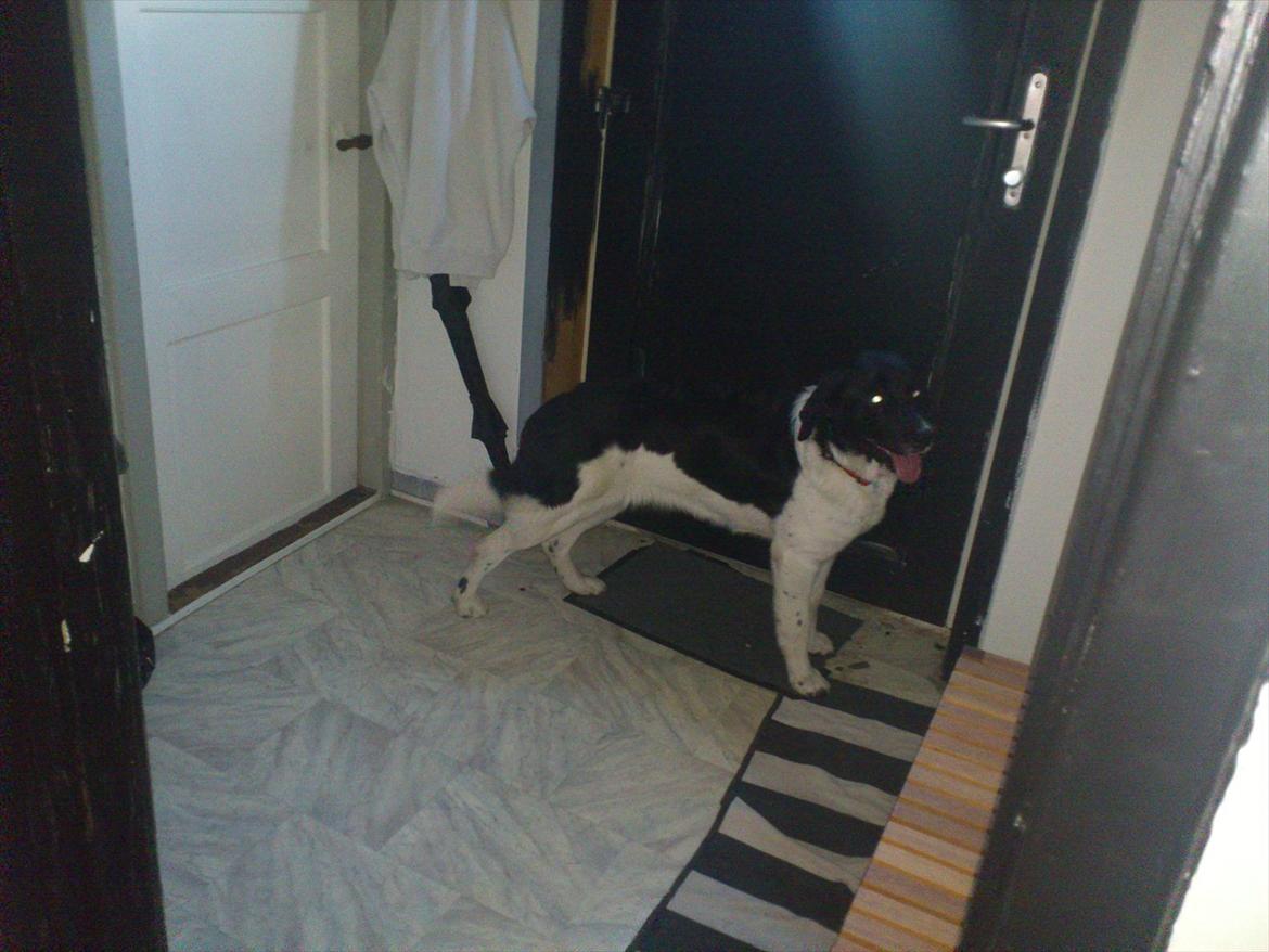 Blanding af racer milla billede 5