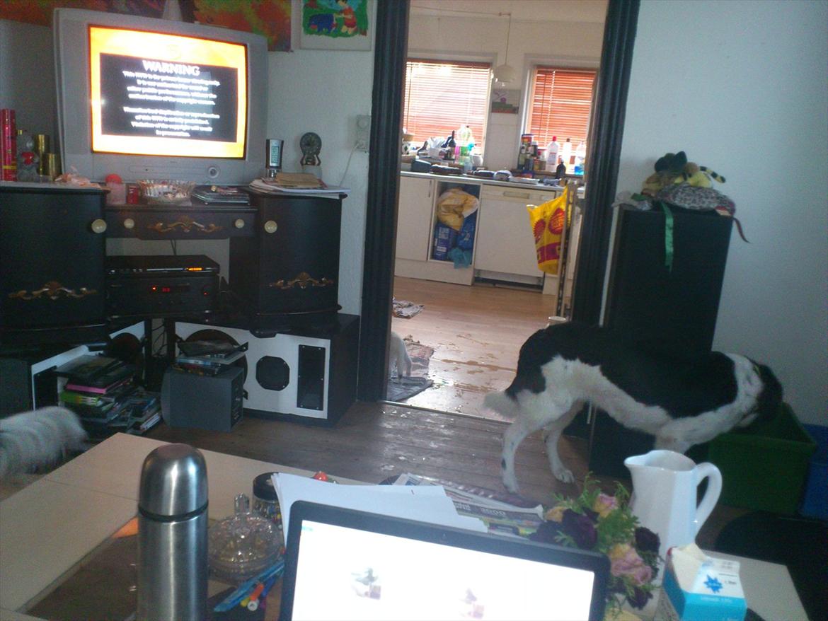 Blanding af racer milla billede 6