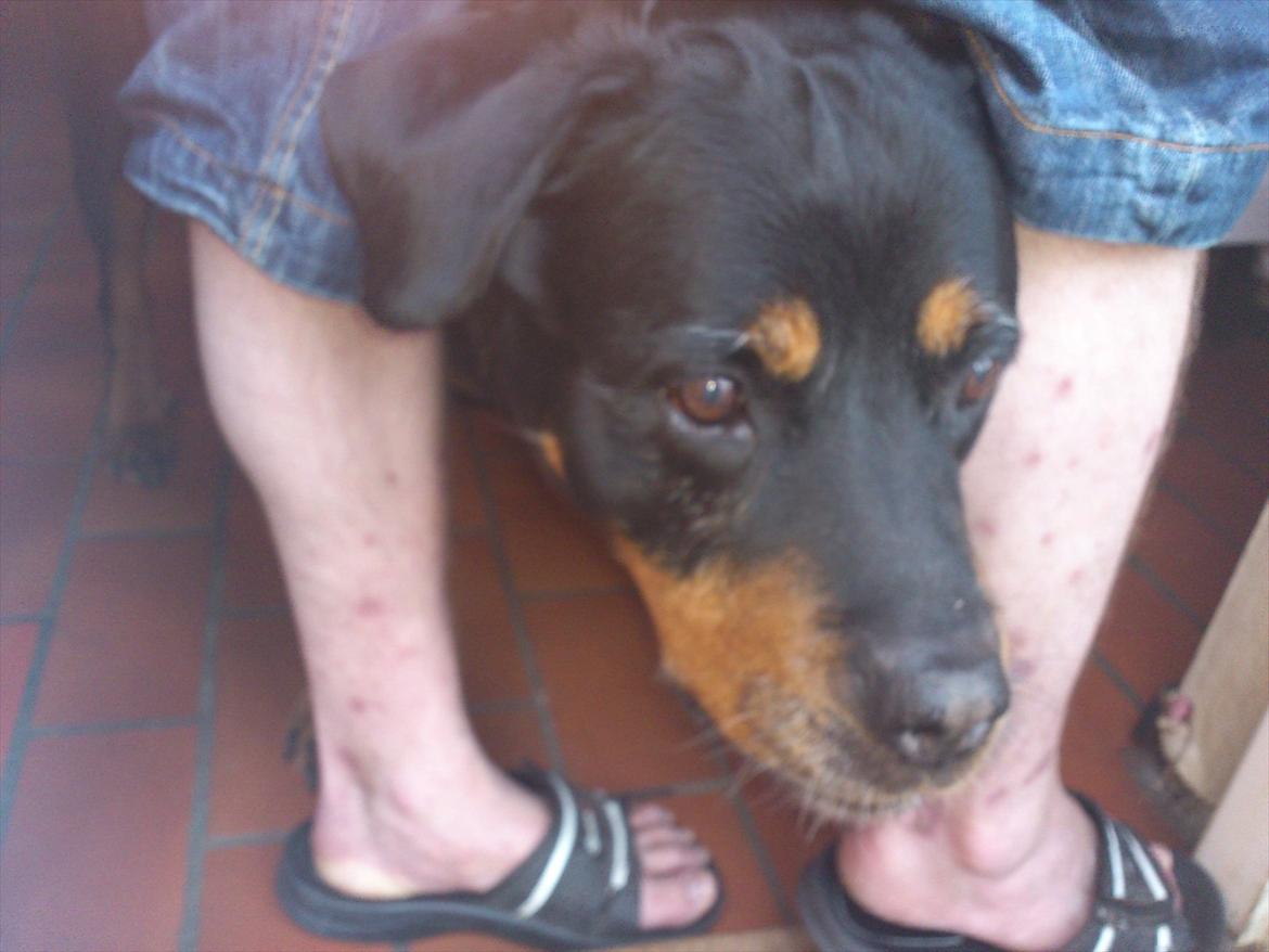 Rottweiler cindy billede 1