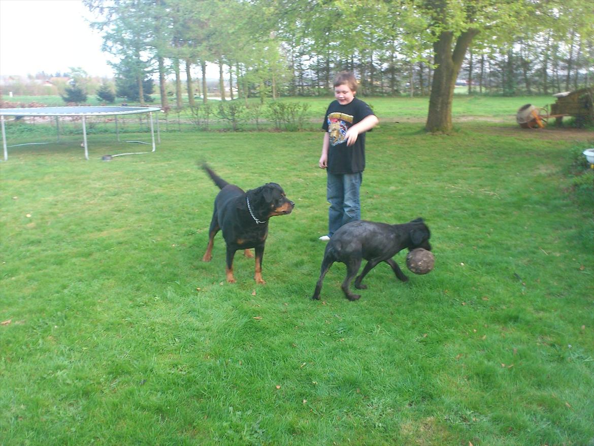 Rottweiler cindy billede 2