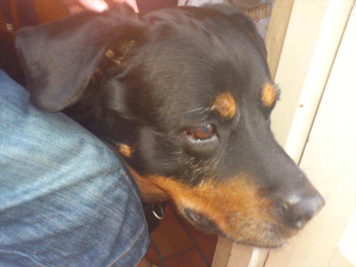 Rottweiler cindy billede 3