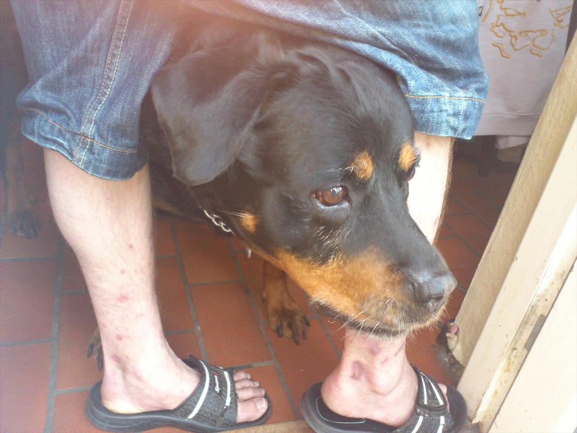 Rottweiler cindy billede 4