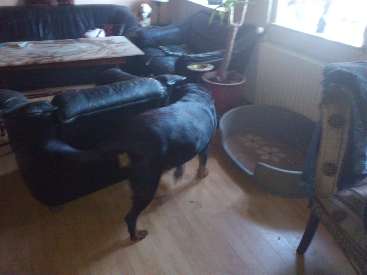 Rottweiler cindy billede 5