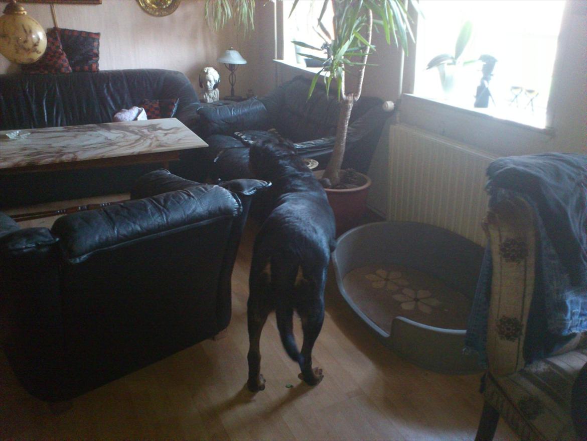 Rottweiler cindy billede 6