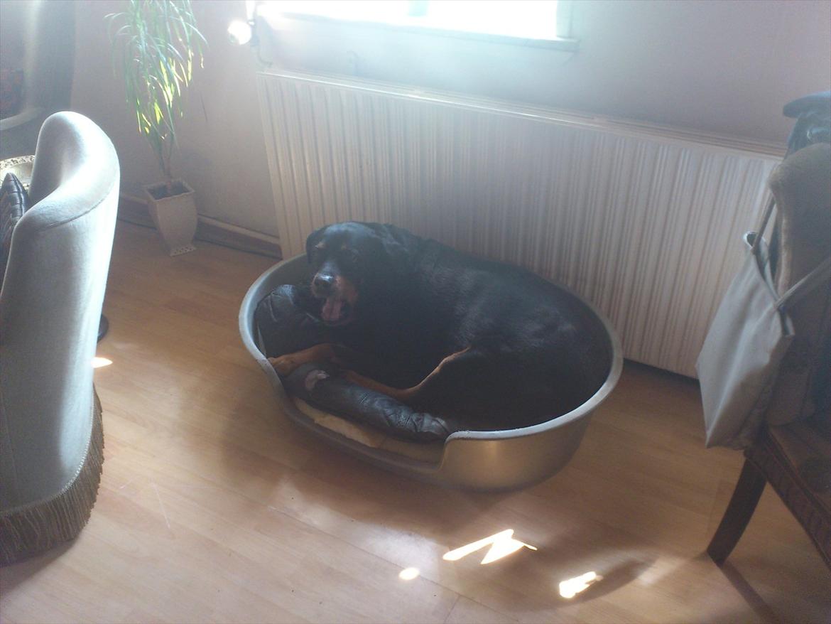 Rottweiler cindy billede 7