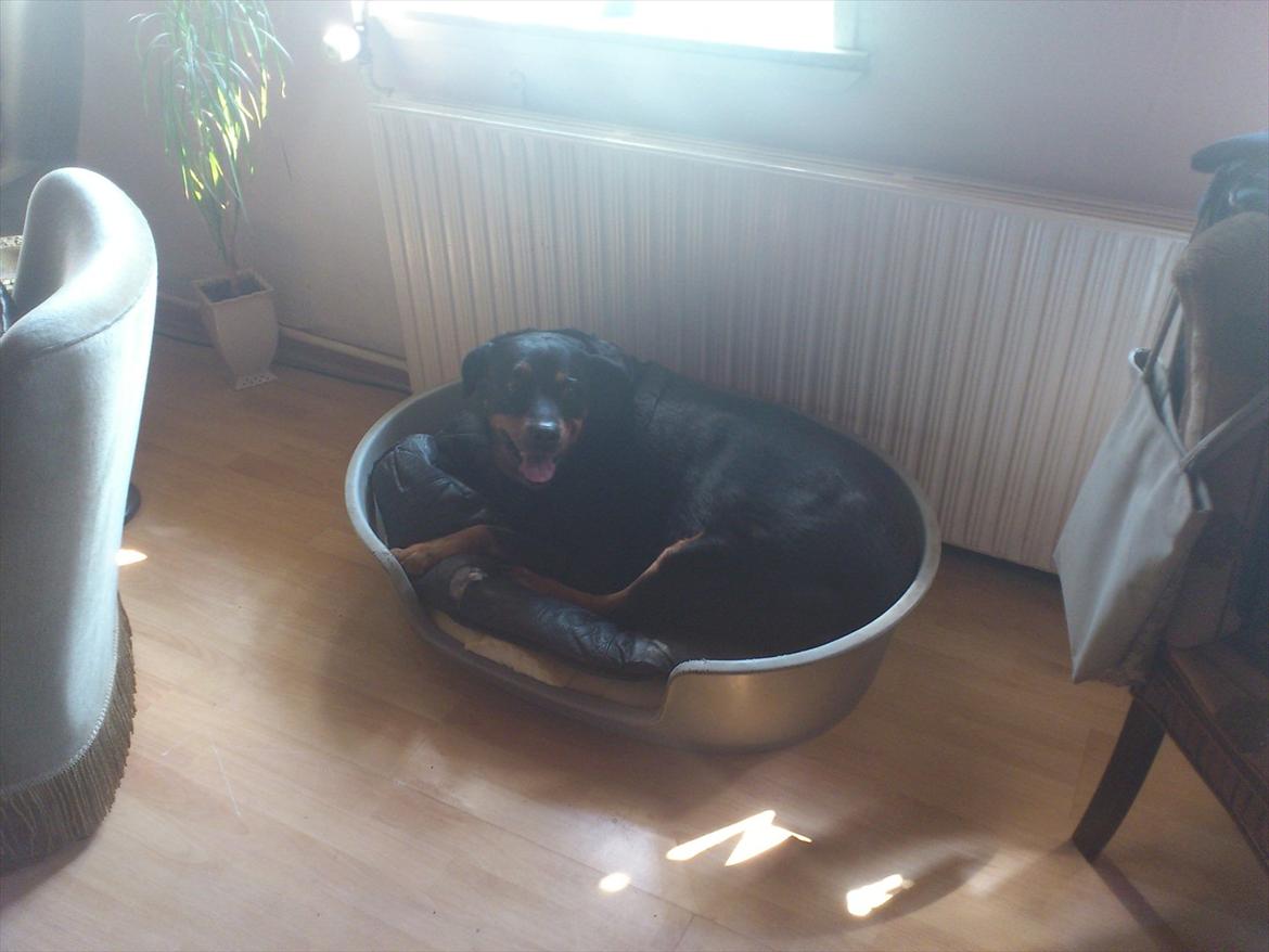 Rottweiler cindy billede 8