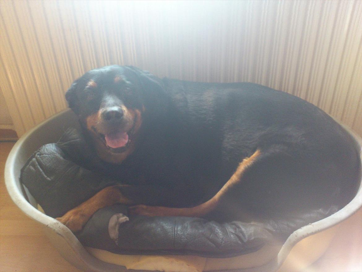 Rottweiler cindy billede 9