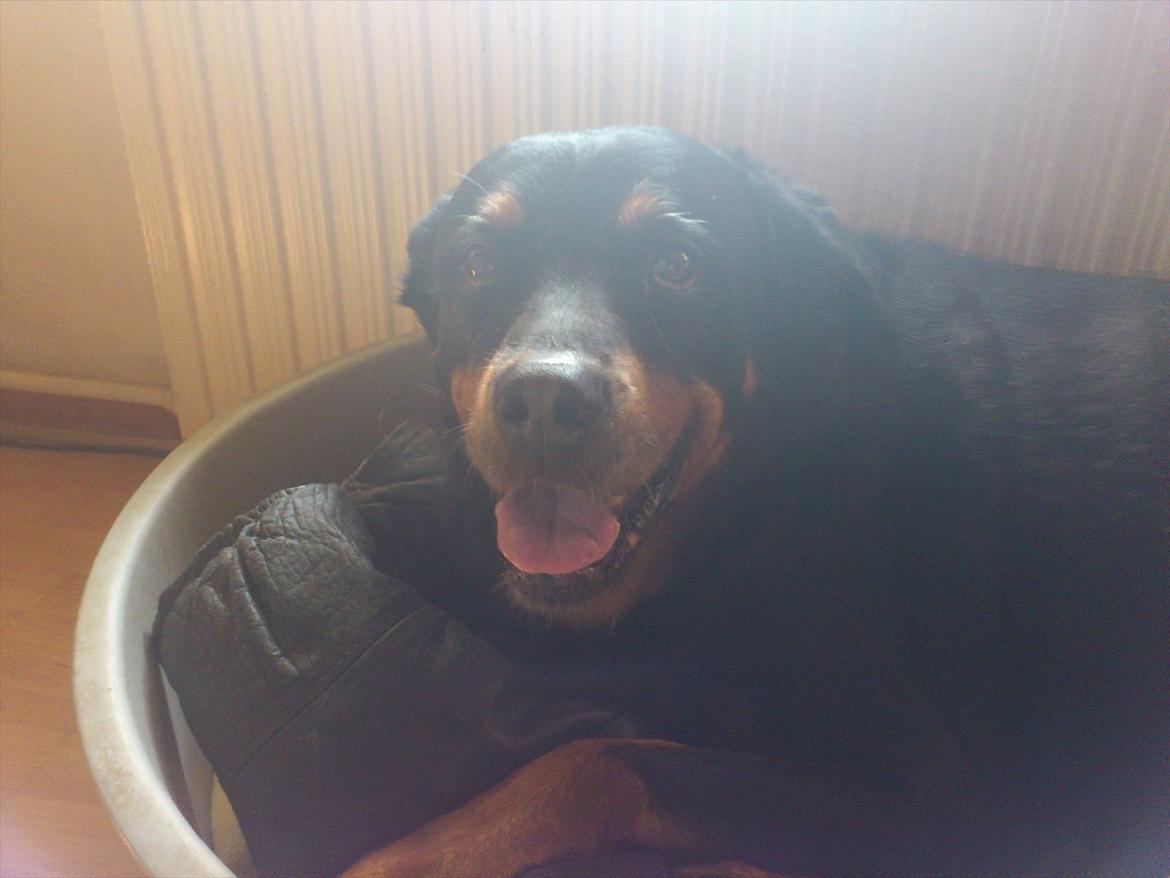 Rottweiler cindy billede 10