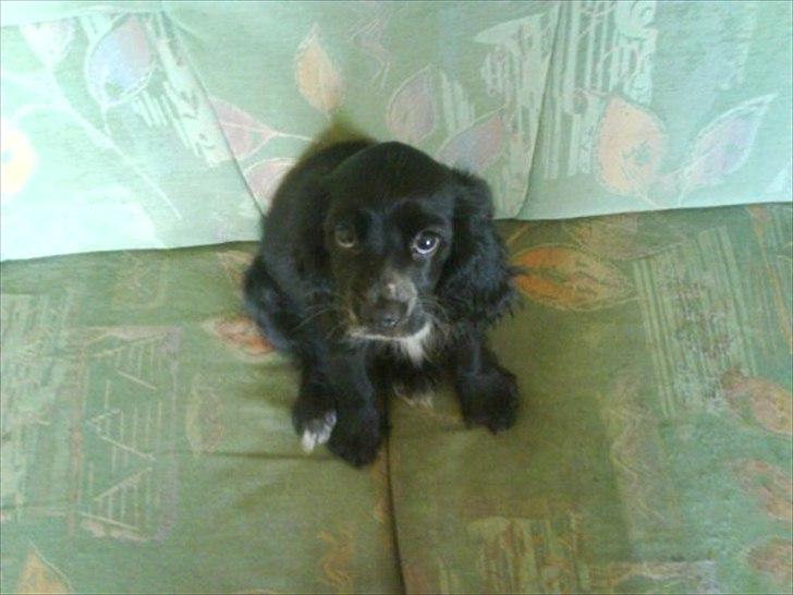 Blanding af racer elvis billede 1