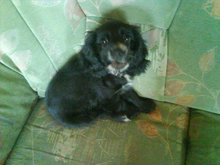 Blanding af racer elvis billede 2