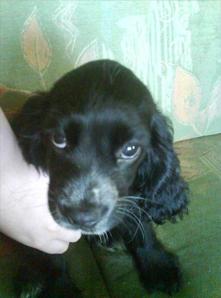 Blanding af racer elvis billede 3