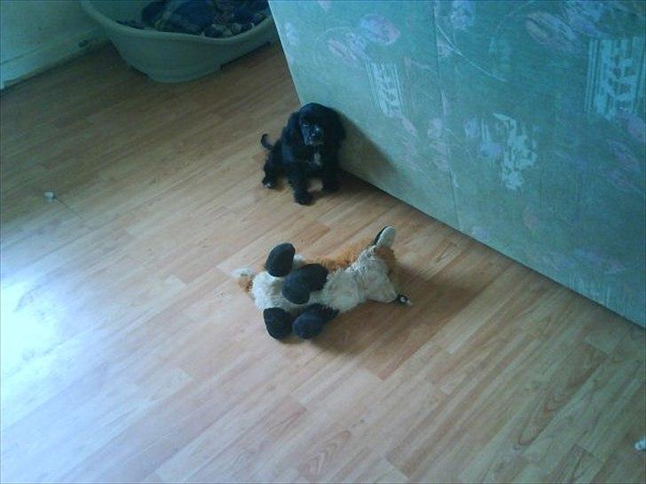 Blanding af racer elvis billede 5