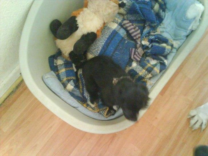 Blanding af racer elvis billede 6