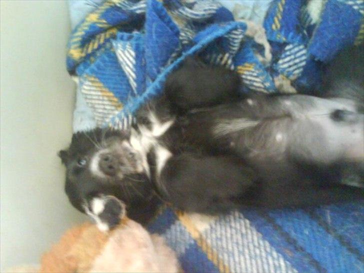 Blanding af racer elvis billede 7