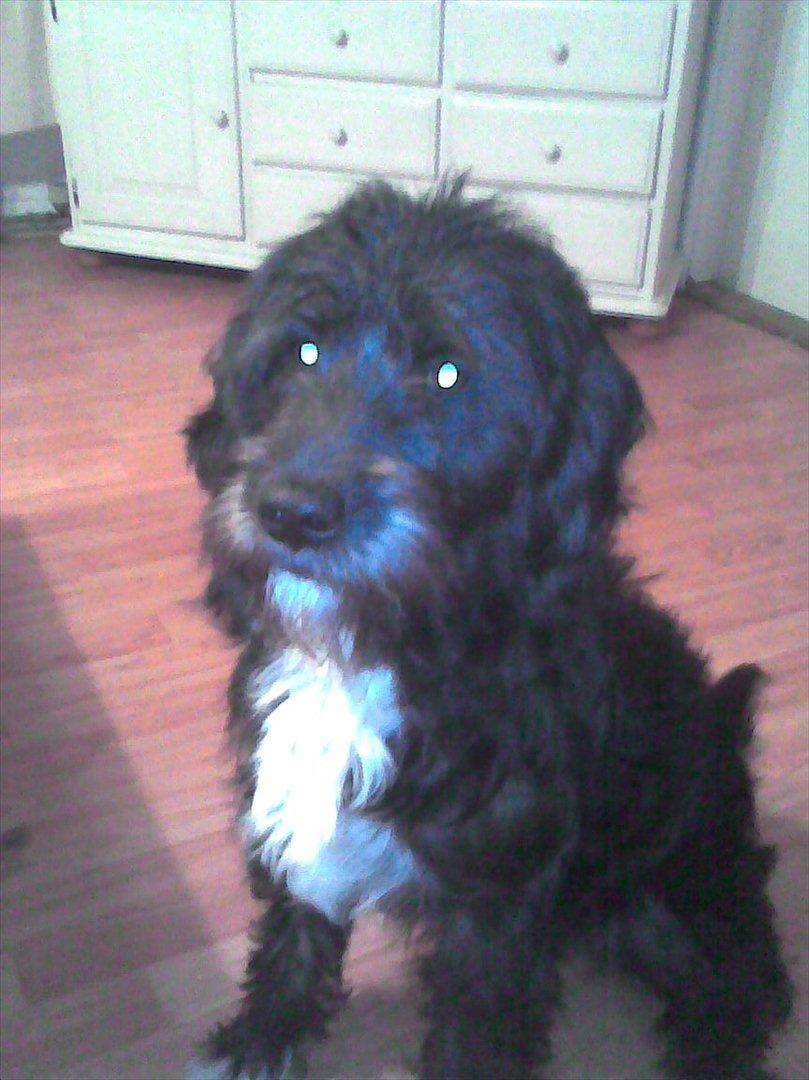 Blanding af racer Mille billede 1