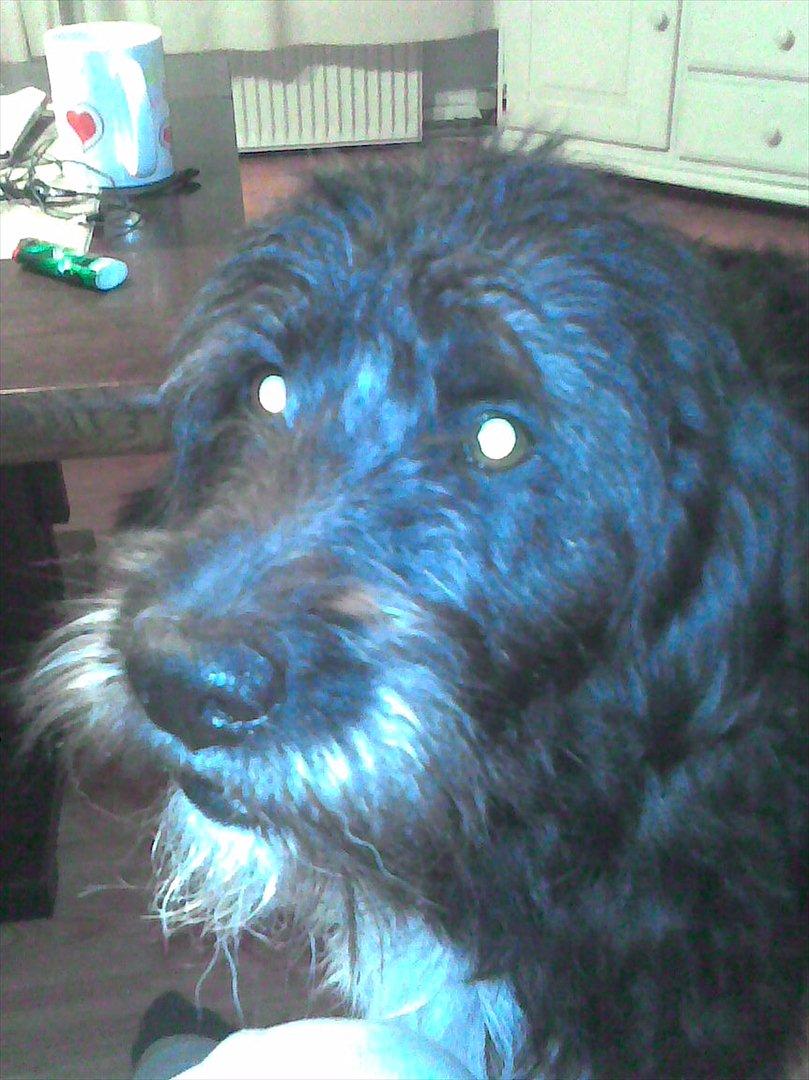 Blanding af racer Mille billede 2