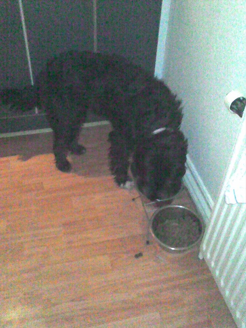 Blanding af racer Mille billede 3