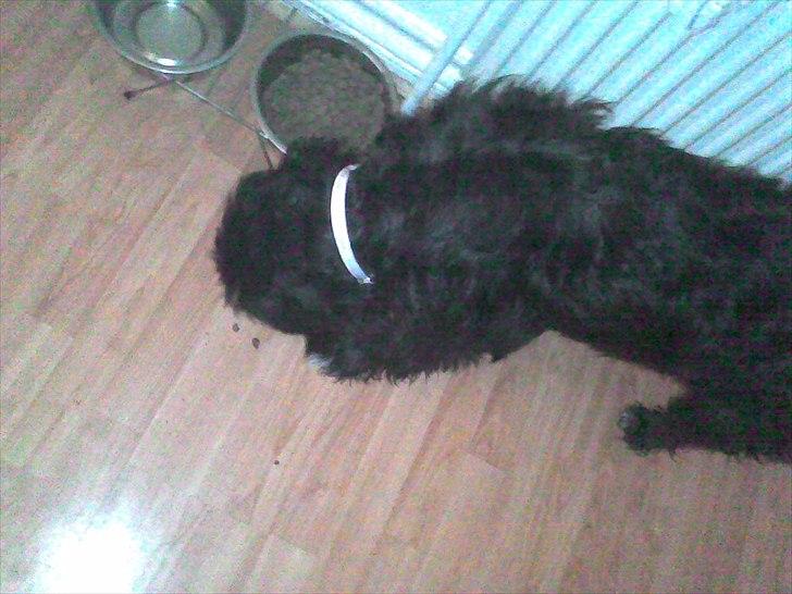 Blanding af racer Mille billede 4