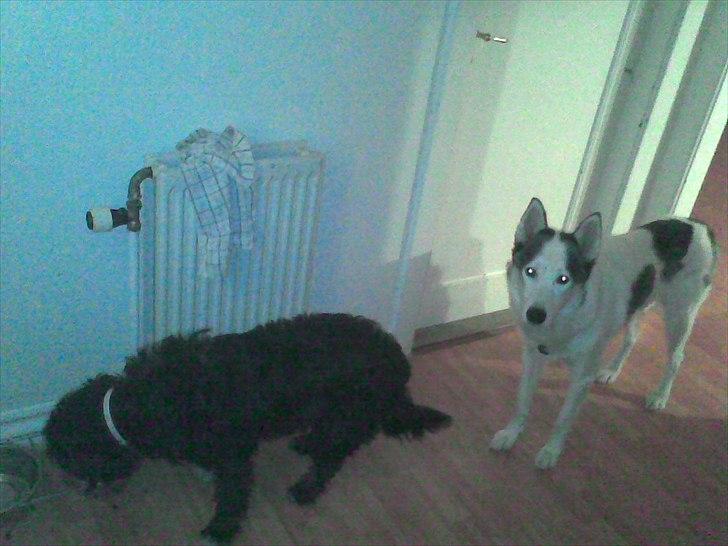 Blanding af racer Mille billede 5