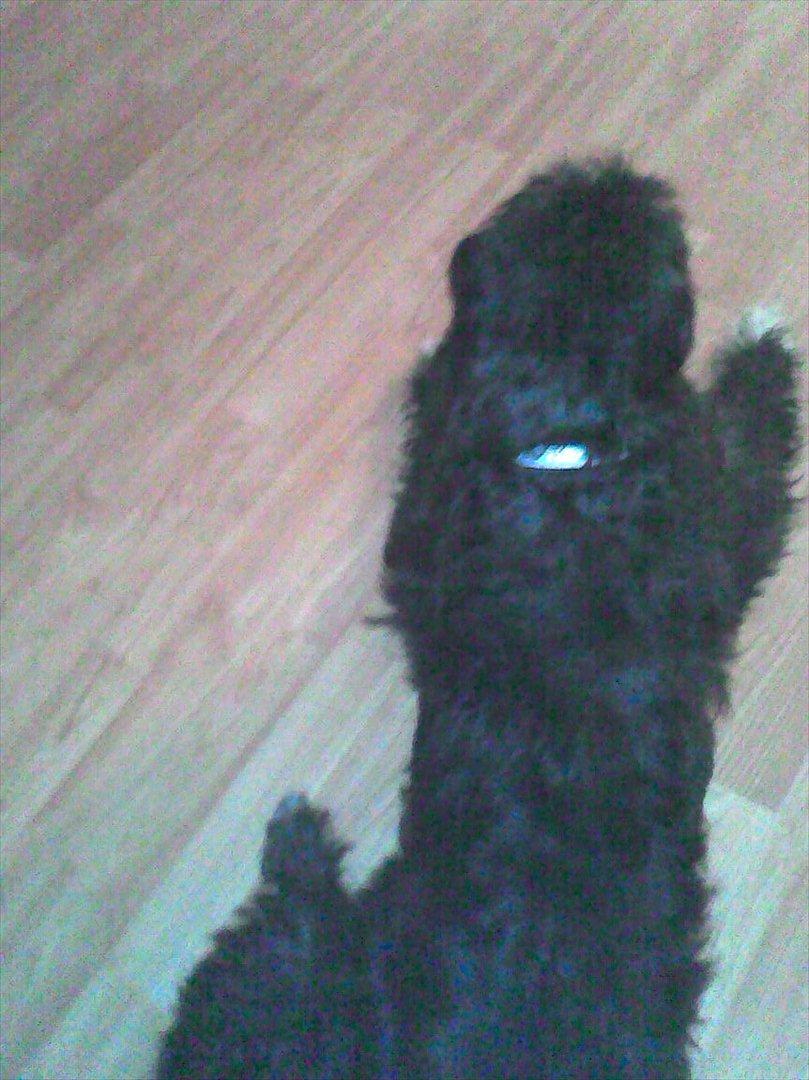 Blanding af racer Mille billede 6