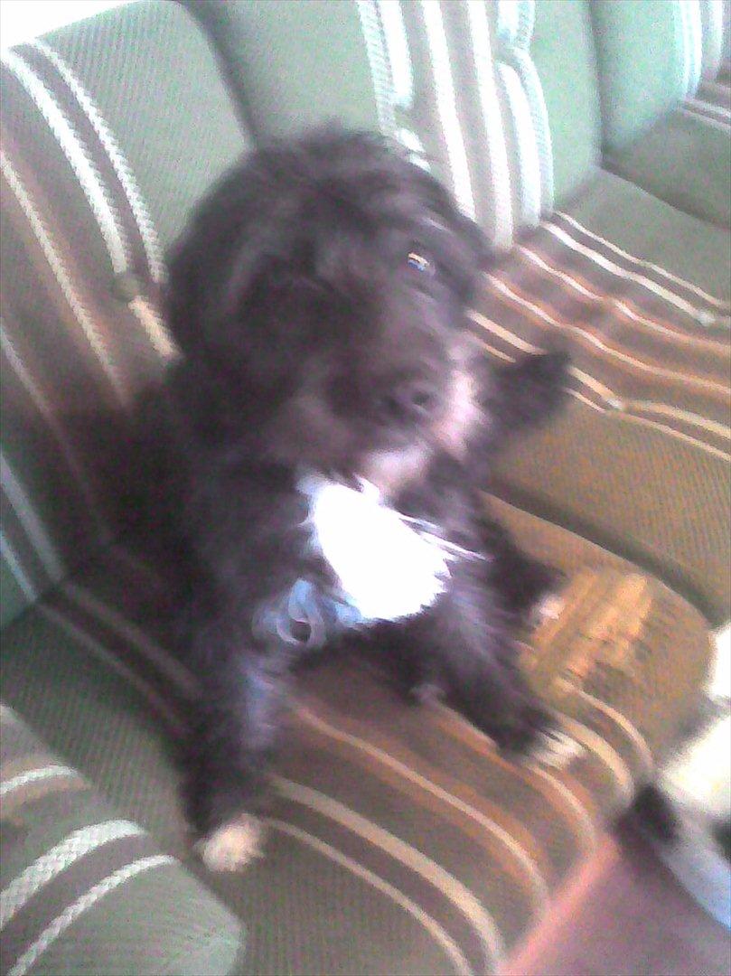 Blanding af racer Mille billede 7