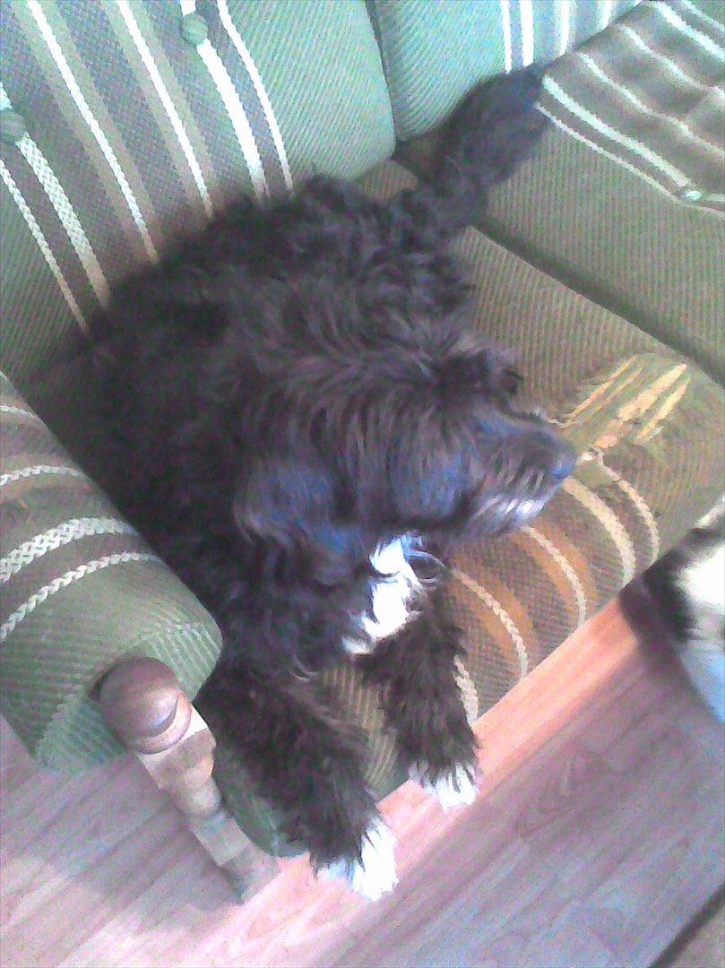 Blanding af racer Mille billede 8