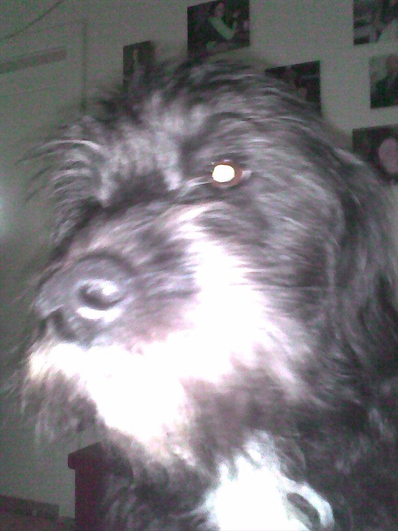 Blanding af racer Mille billede 9