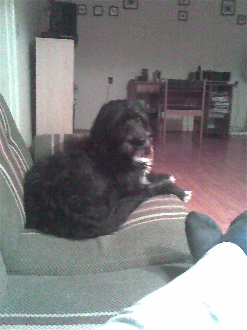 Blanding af racer Mille billede 10