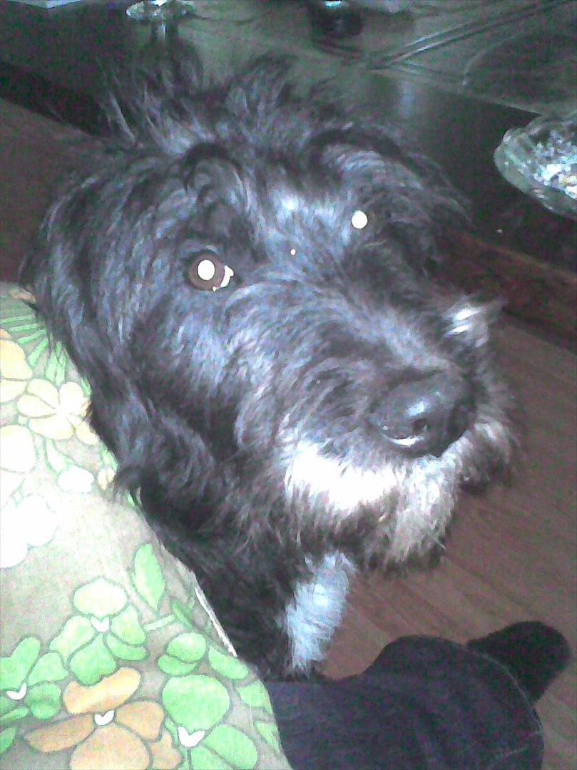 Blanding af racer Mille billede 11